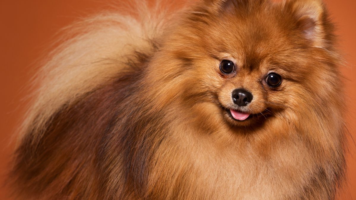 Regenerador de Pelo e Pele: conheça a solução da Roval Pet!