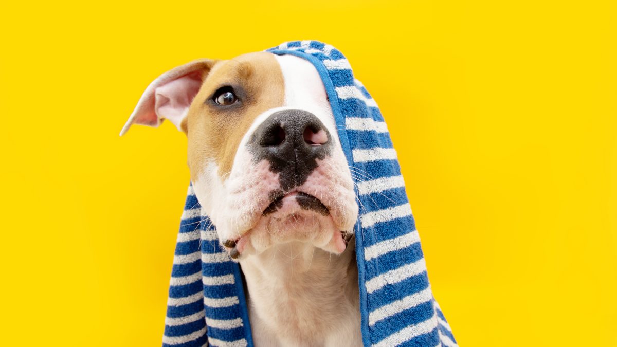 Banho a seco em pets: funciona?