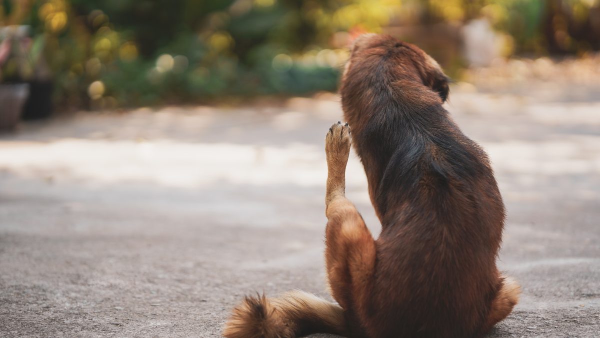 Os problemas causados por pulgas e carrapatos e como preveni-los