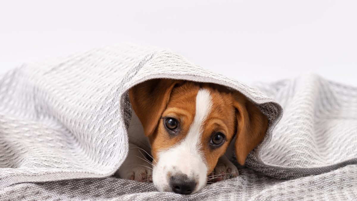 Os efeitos dos fogos de artifícios nos pets