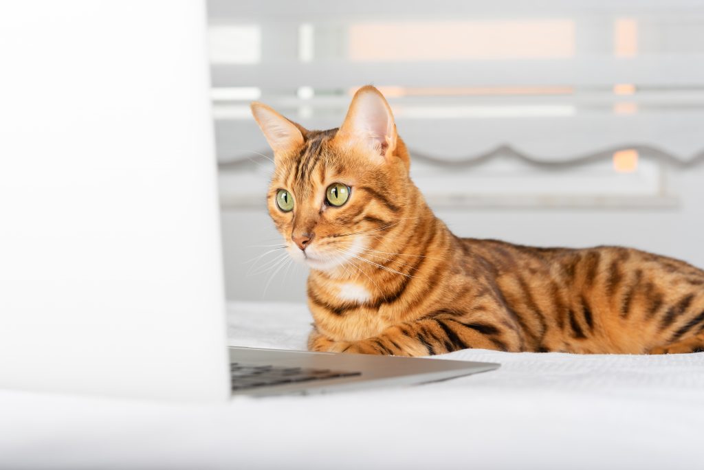 5 curiosidades sobre os gatos que você vai gostar de saber