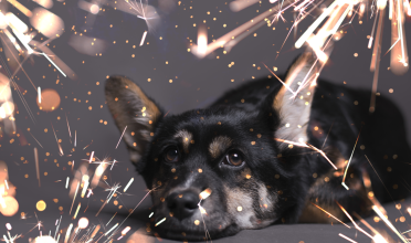 Saiba como proteger seu pet durante a queima de fogos de artifício