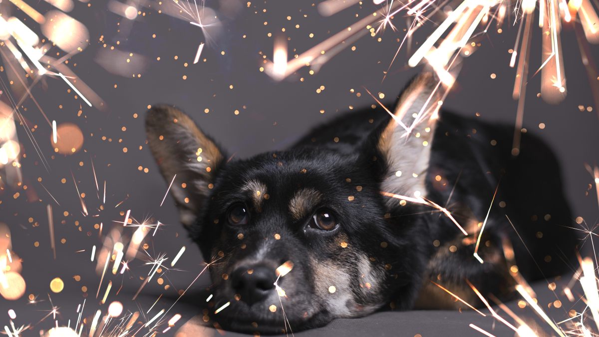 Saiba como proteger seu pet durante a queima de fogos de artifício