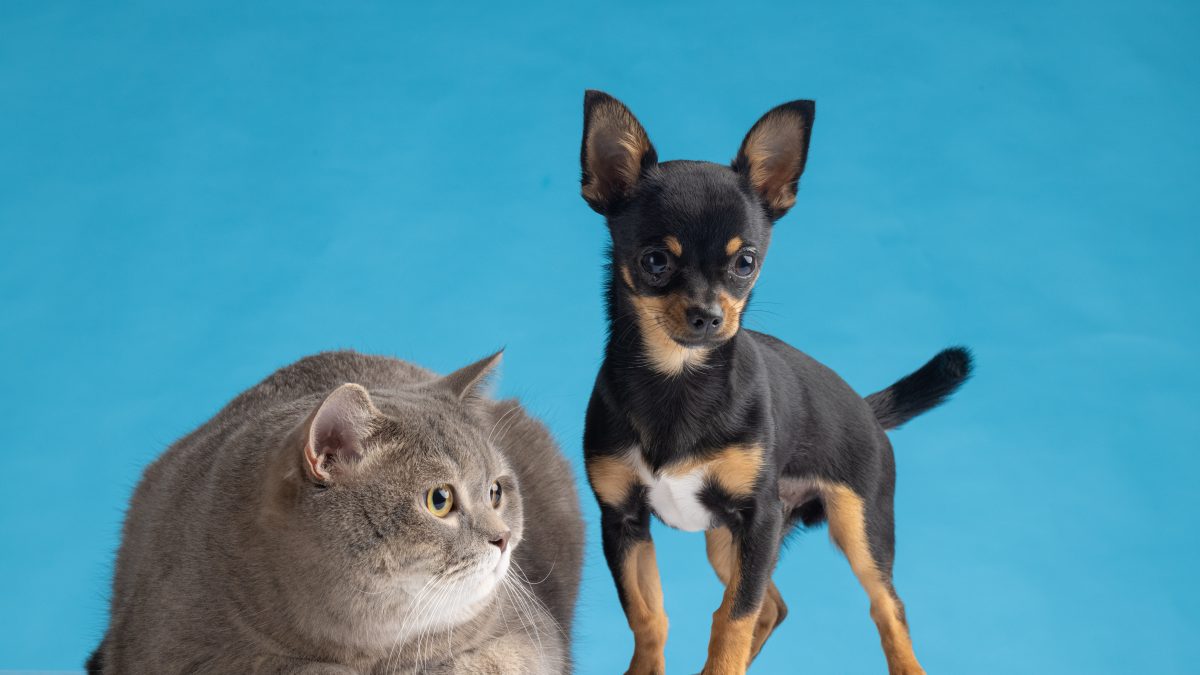 Novembro Azul Pet: conheça essa campanha de cuidado aos animais