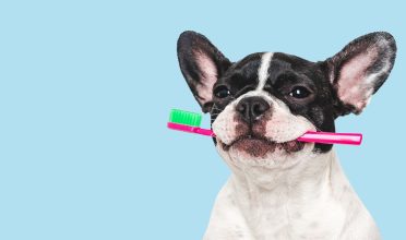 Saúde bucal animal: cuidados essenciais para garantir o bem-estar do seu pet