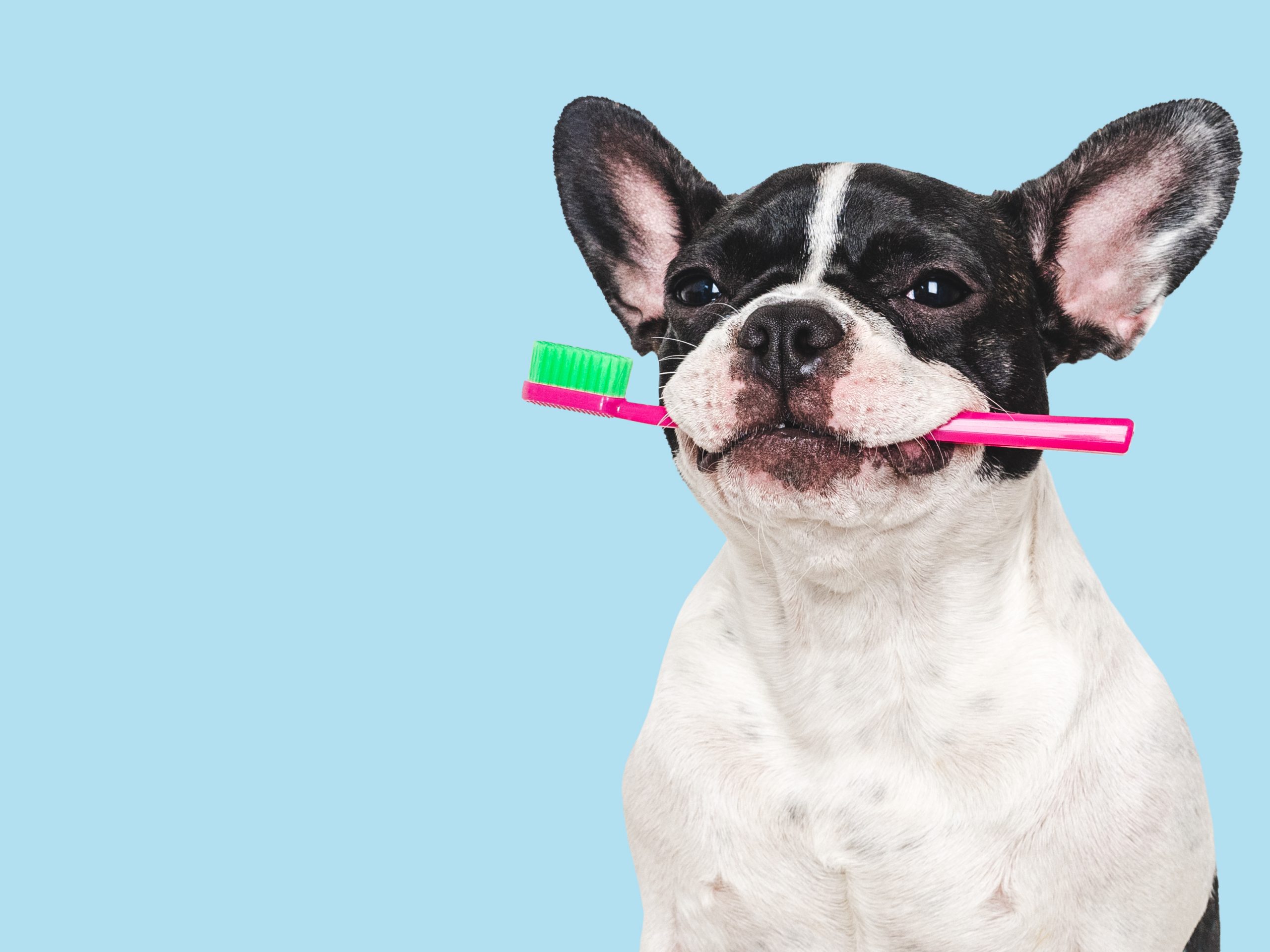 Saúde bucal animal: cuidados essenciais para garantir o bem-estar do seu pet