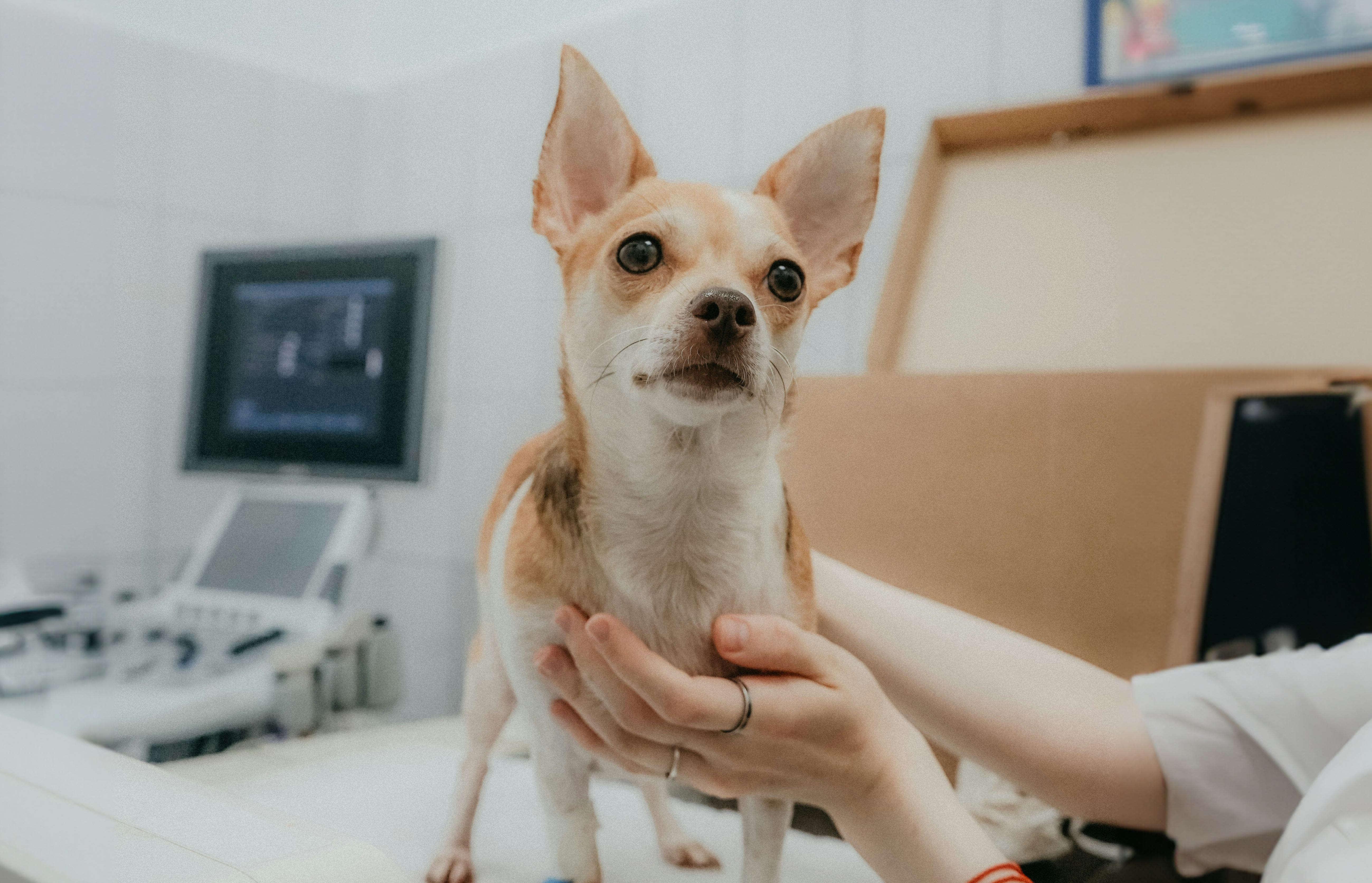 Setembro Vermelho: 7 dicas de alimentação para manter o coração do seu pet saudável