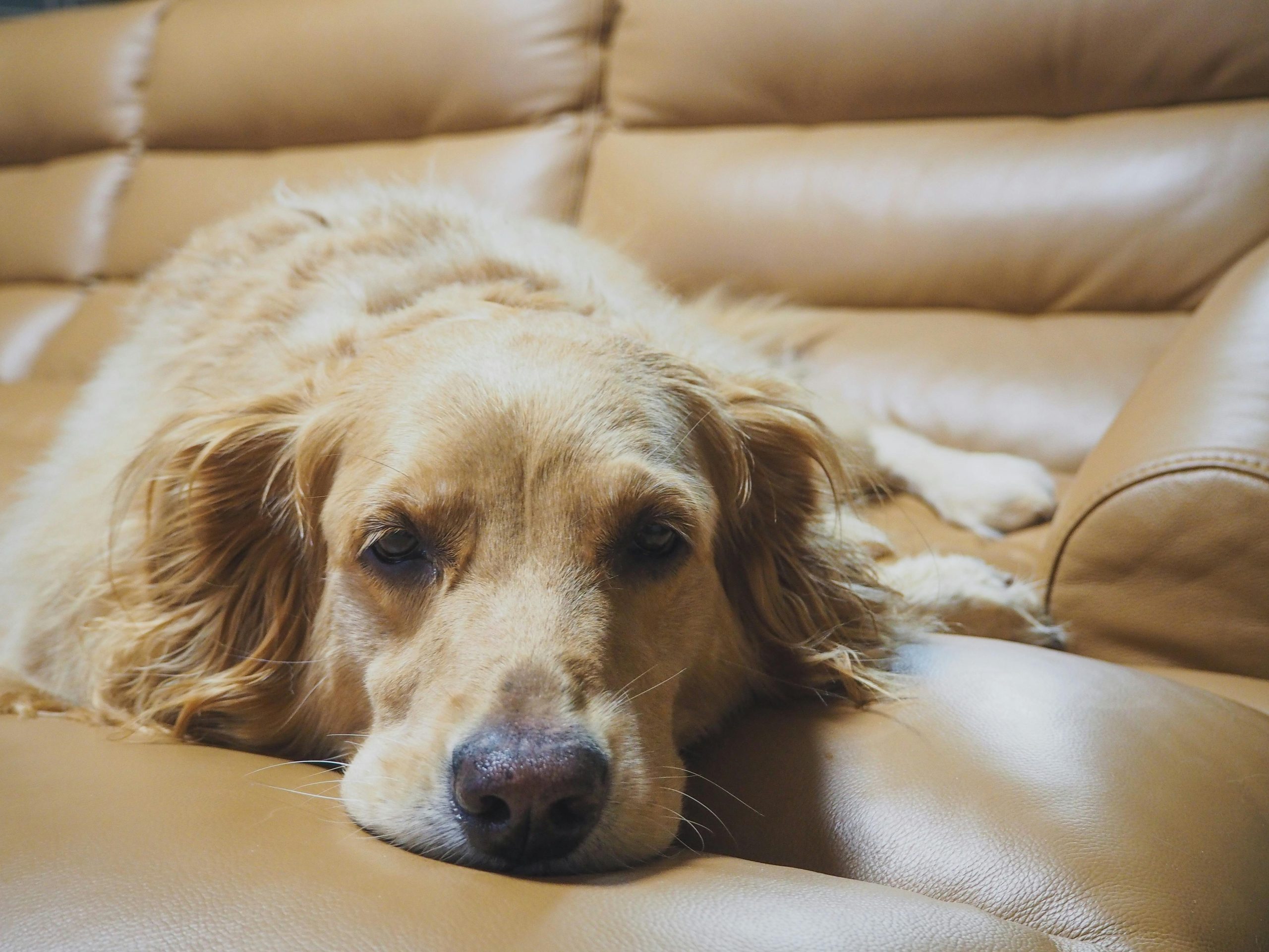 5 cuidados com pets idosos
