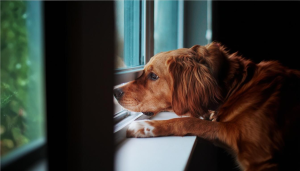 Ansiedade de separação nos pets