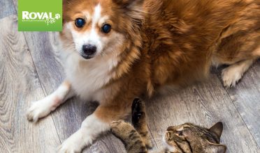 FV 147 – Nutricolin Pet