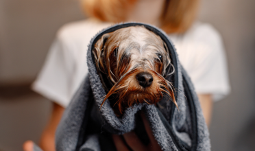 Banho em pets no inverno: saiba que cuidados são importantes para manter a higiene sem colocar a saúde em risco