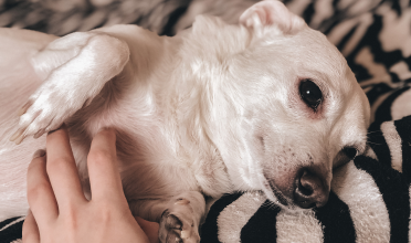 Gastrite em pets: causas, sintomas e cuidados essenciais