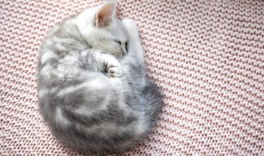 Bola de pelo em gatos: entenda o problema e saiba como tratá-lo!