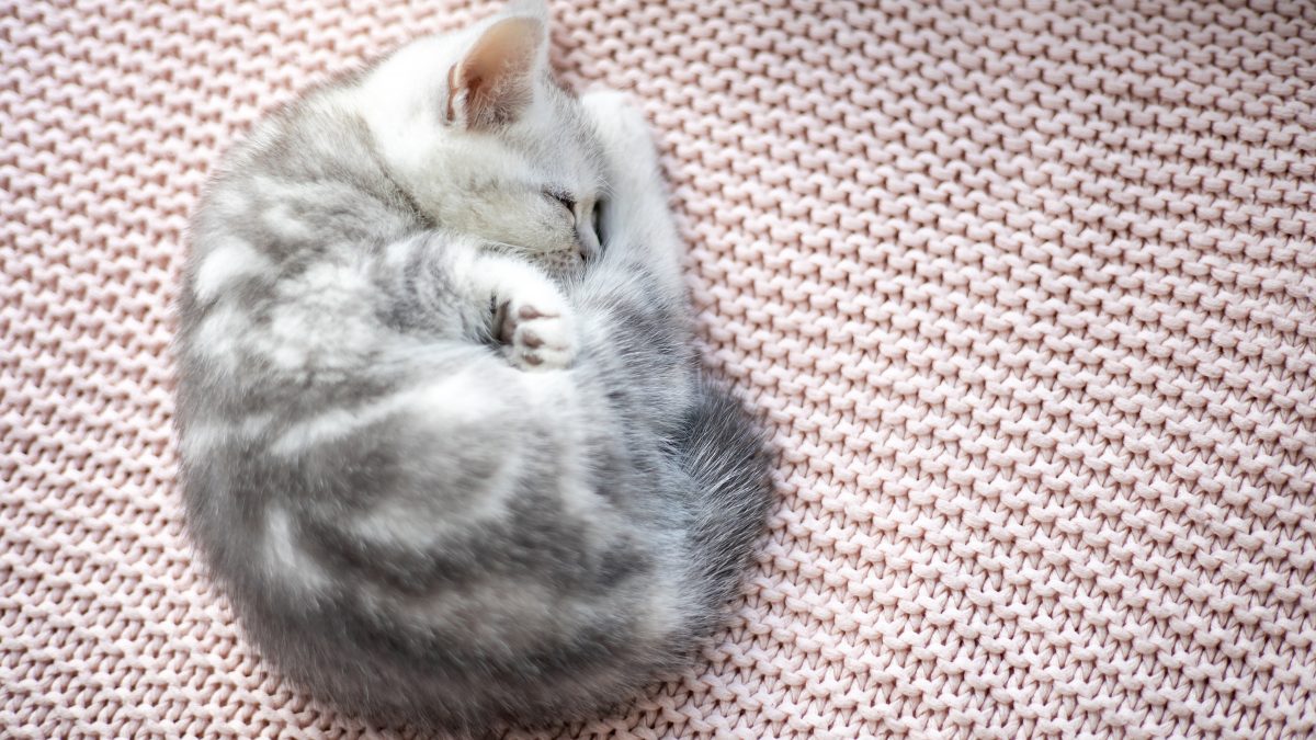 Bola de pelo em gatos: entenda o problema e saiba como tratá-lo!