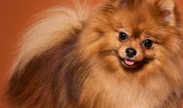 Regenerador de Pelo e Pele: conheça a solução da Roval Pet!