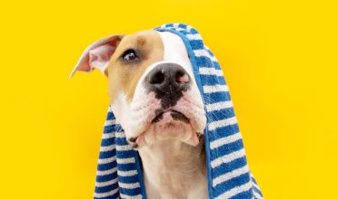 Banho a seco em pets: funciona?