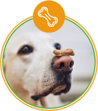 Biscoito Terapêutico