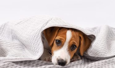 Os efeitos dos fogos de artifícios nos pets