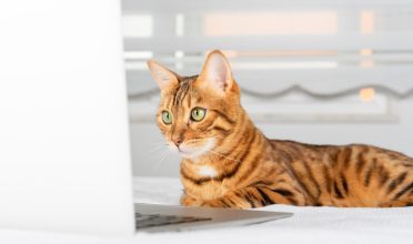 5 curiosidades sobre os gatos que você vai gostar de saber