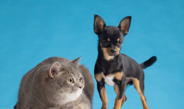 Novembro Azul Pet: conheça essa campanha de cuidado aos animais