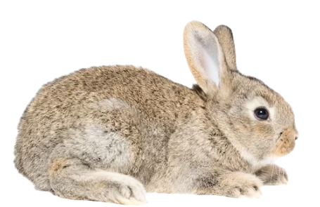rabbit