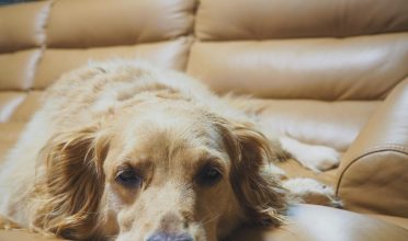 5 cuidados com pets idosos