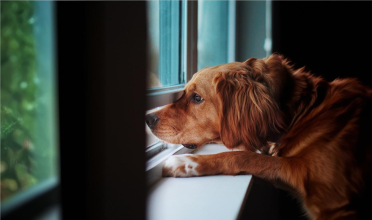 Ansiedade de separação nos pets: o que é e como prevenir