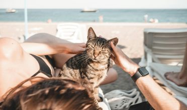 Gatos podem ir à praia?