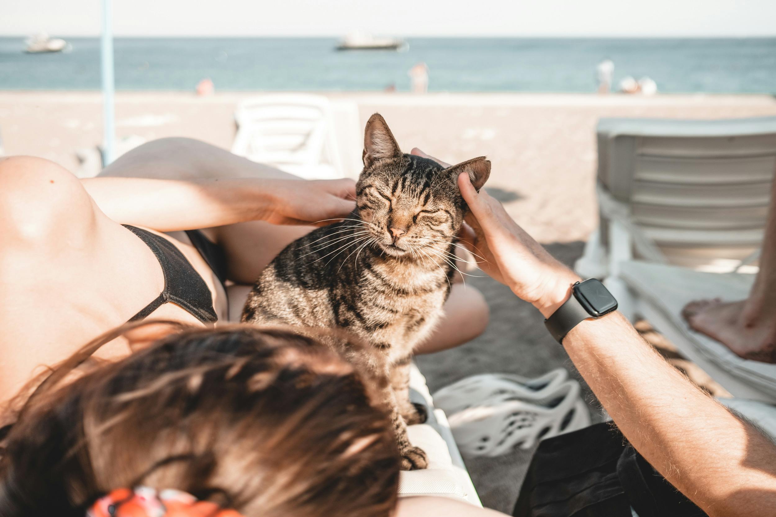 Gatos podem ir à praia?