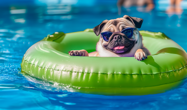 Pets na piscina: veja os cuidados necessários