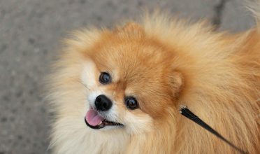 Lulu da Pomerânia: como cuidar desse pequeno gigante cheio de personalidade?