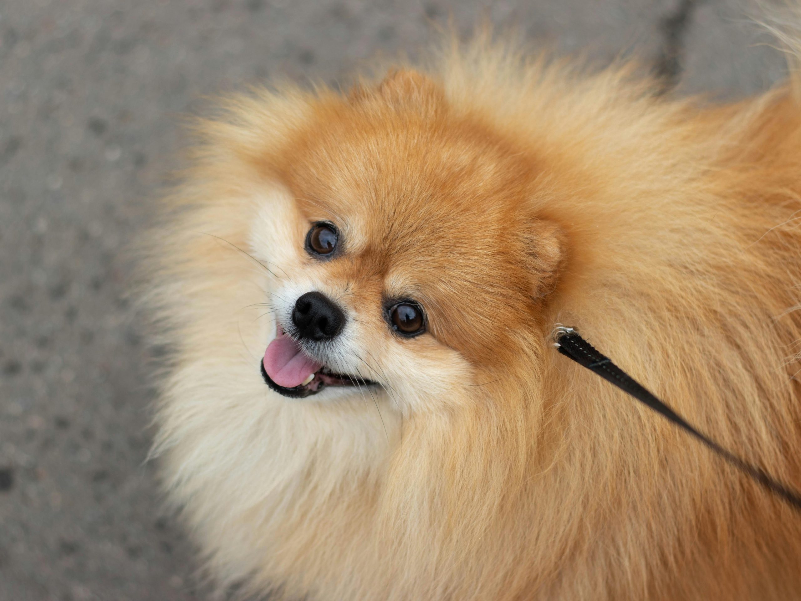Lulu da Pomerânia: como cuidar desse pequeno gigante cheio de personalidade?