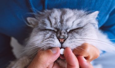Como dar remédio para gatos?