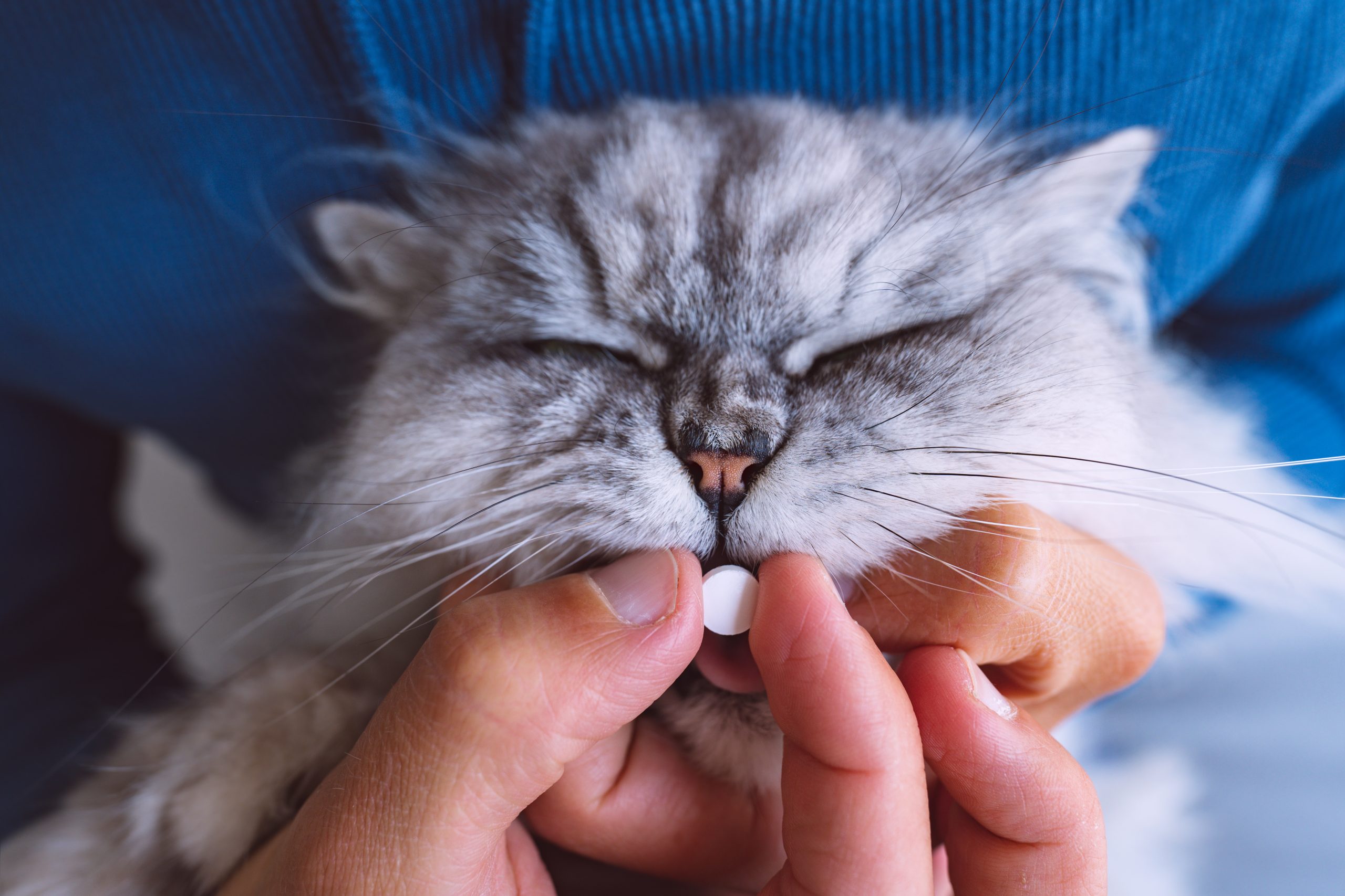 Como dar remédio para gatos?