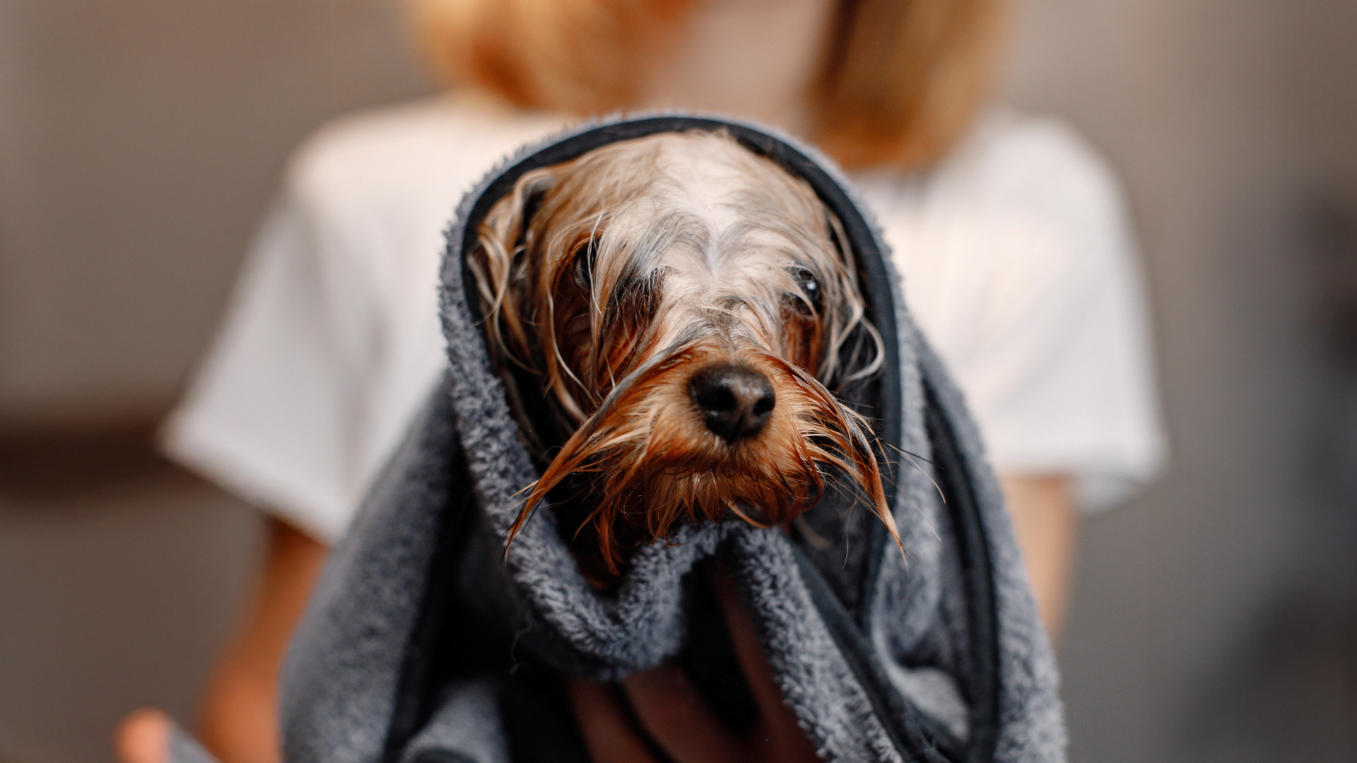 Banho em pets no inverno: saiba que cuidados são importantes para manter a higiene sem colocar a saúde em risco