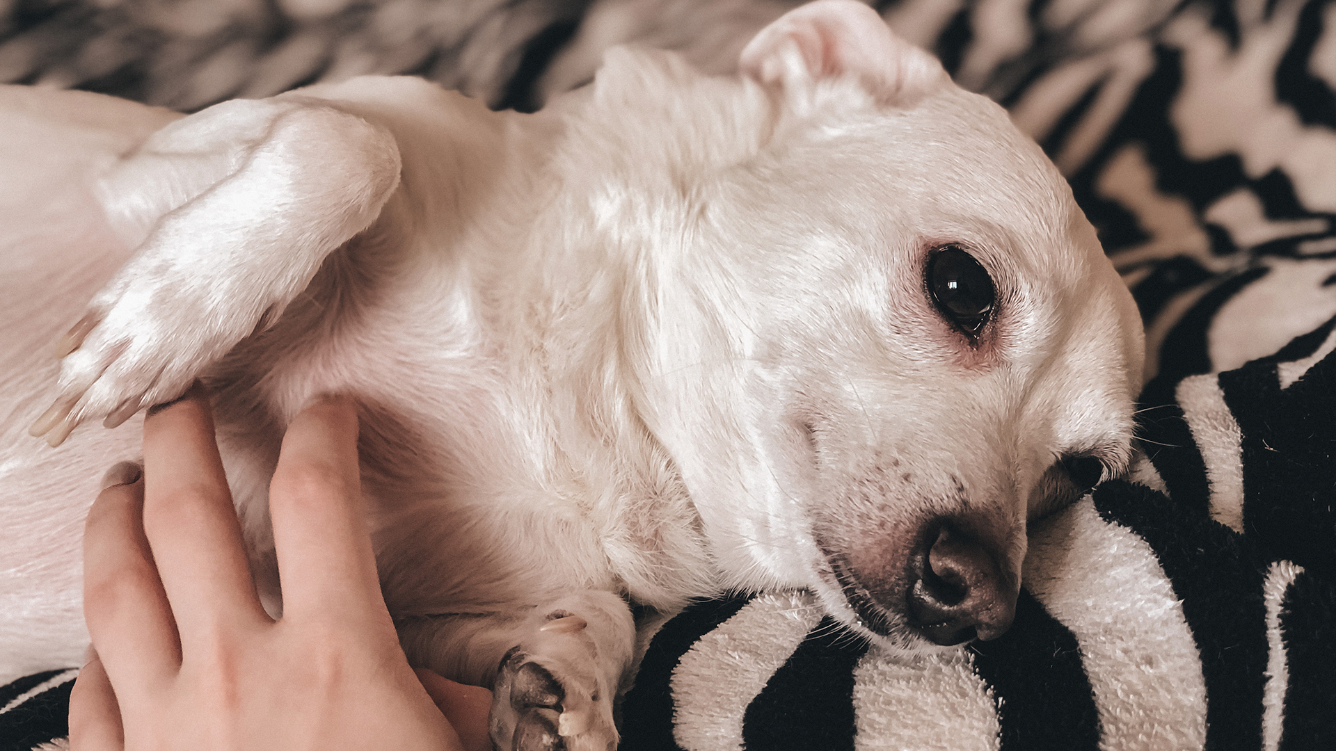 Gastrite em pets: causas, sintomas e cuidados essenciais