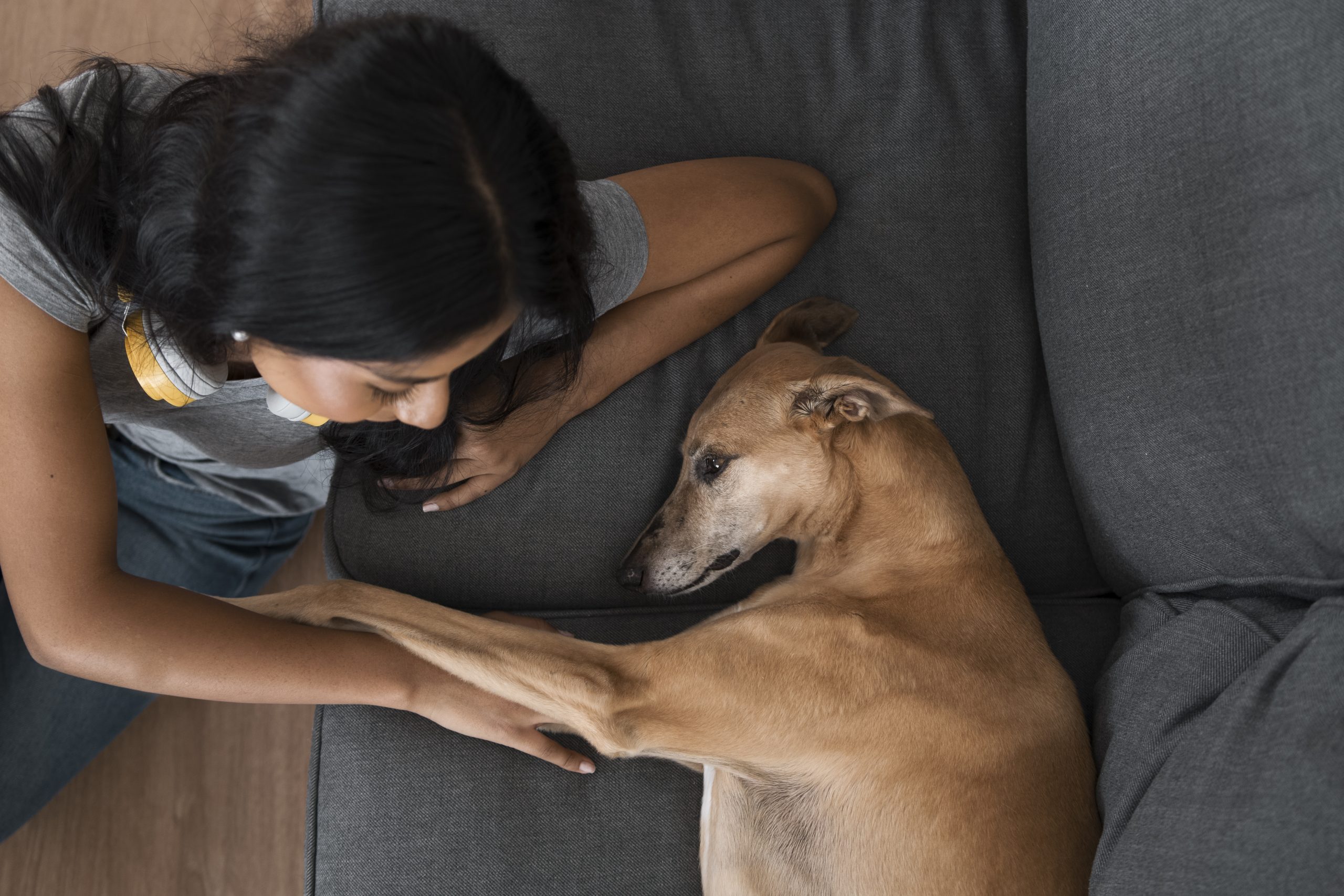 Dirofilariose: como tratar a doença do “verme do coração”