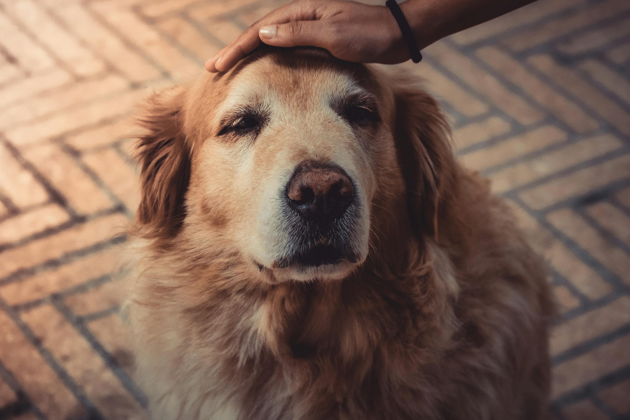 O que muda na saúde do pet conforme ele envelhece