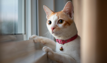 Por que alguns pets ficam hipervigilantes em casa e como isso pode afetar a saúde deles?