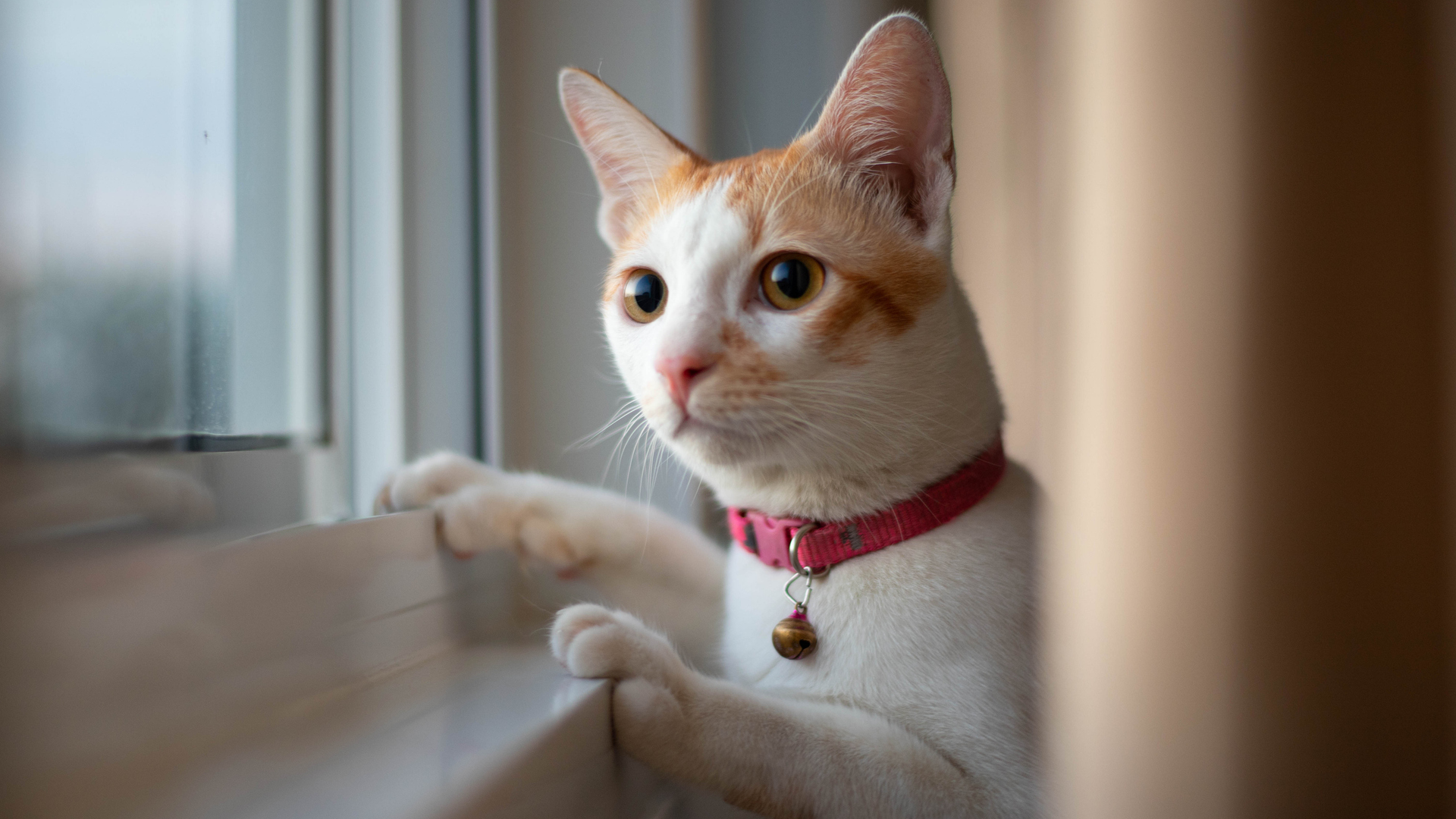 Por que alguns pets ficam hipervigilantes em casa e como isso pode afetar a saúde deles?