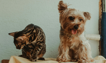 Abril Laranja: como identificar sinais de maus-tratos em pets?