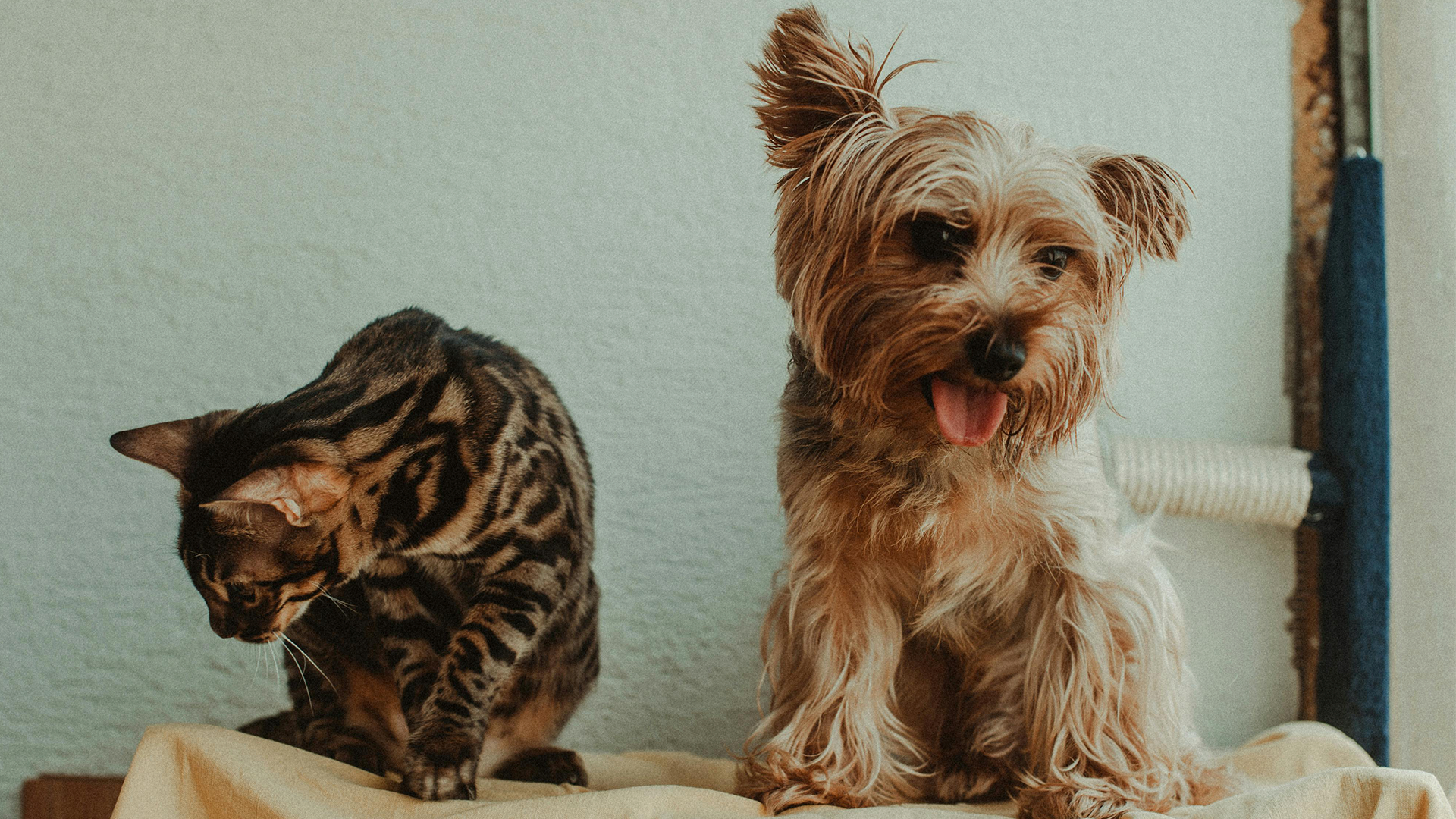 Abril Laranja: como identificar sinais de maus-tratos em pets?
